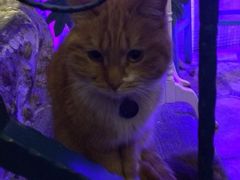 iphone_upload_pic-Sirena海妖日咖夜酒