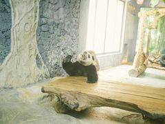 -海南热带野生动植物园