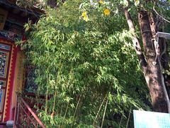 -丽江束河古镇-石莲古寺