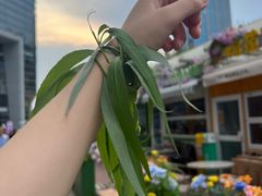 -奈雪的茶(印象城店)