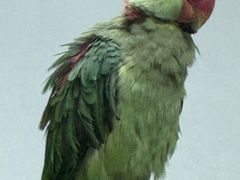 -青藏高原野生动物园