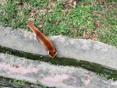 -都江堰中华大熊猫苑