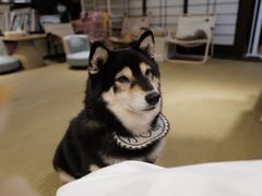 -逗柴咖啡屋·狗咖猫咖宠物桌游
