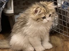 -小猫来了·猫舍(红山六九七九店)