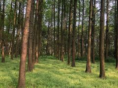 -同里国家湿地公园