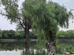 -长春市南湖公园