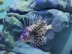-新加坡海洋生态馆