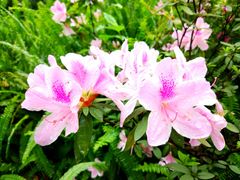 景点-广州珠江公园