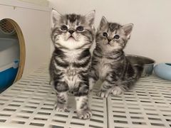 -lincat·猫舍(广州店)