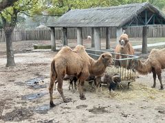 -上海野生动物园