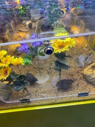 -神奇动物撸宠馆·羊驼·小浣熊·异宠(豫园店)