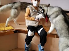 -Husky Go! 哈士奇体验馆·宠物咖啡厅狗咖