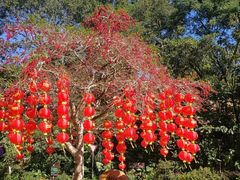 -深圳仙湖植物园