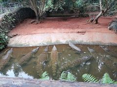 -海南热带野生动植物园