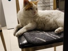 -平行世界·猫咖(首经贸店)