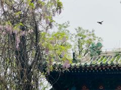 -北京国子监胡同