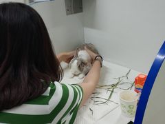 -北京观赏动物医院·24小时大型综合·猫专科·异宠专科