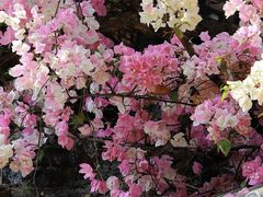 -深圳国际园林花卉博览园