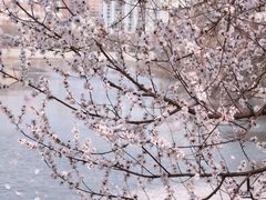 -桃花堤公园