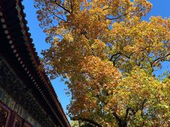 -香山公园