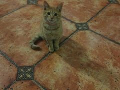 -MEET COFFEE婉约咖啡(宝善公寓店)