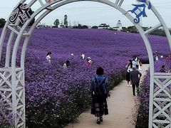 -紫颐香薰山谷景区