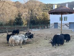 -青藏高原野生动物园