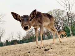 -北京麋鹿生态实验中心