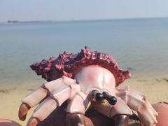 -北海金海湾红树林生态旅游区