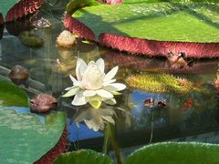 -北京植物园-展览温室