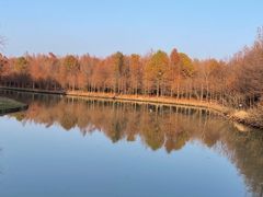 -上海海湾国家森林公园