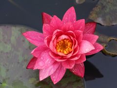 -中国科学院华南植物园