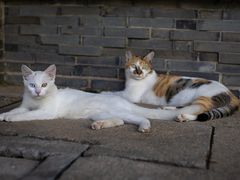 -龙华寺