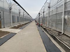 -喜杨洋草莓采摘园