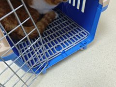 -艾贝尔宠物医院 ·内科全科(梁溪路店)