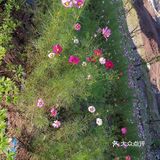 礼嘉龙湖两江新宸•云岭旁边公园陡坡上的美丽小花海！