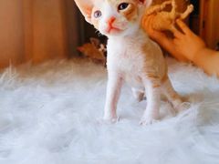 -十年猫舍·猫咪专门店(普陀店)