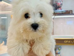 -翊宠yipet猫狗购宠庄园犬舍•猫舍