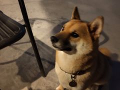 -柴犬高等学院·狗咖·柴犬售卖·宠物训练