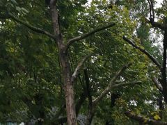 -都江堰中华大熊猫苑