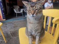 -喵屿·大理花园猫咖