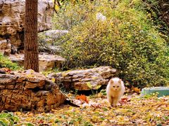 -元大都城垣遗址公园