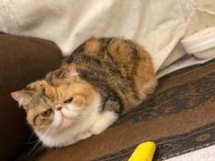 -联合动物医院(光谷诊疗中心)