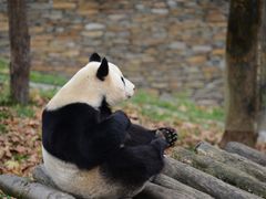 -卧龙中华大熊猫苑神树坪基地