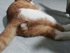 -御宝贝·A梦猫科宠物医院(国际猫友好医院)