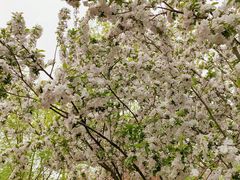 -大兴滨河森林公园