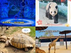 -灵玲国际马戏城