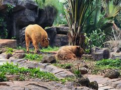 -海南热带野生动植物园