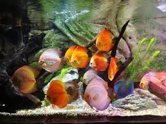 -上海海洋水族馆