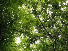 -杭州半山国家森林公园